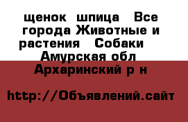 щенок  шпица - Все города Животные и растения » Собаки   . Амурская обл.,Архаринский р-н